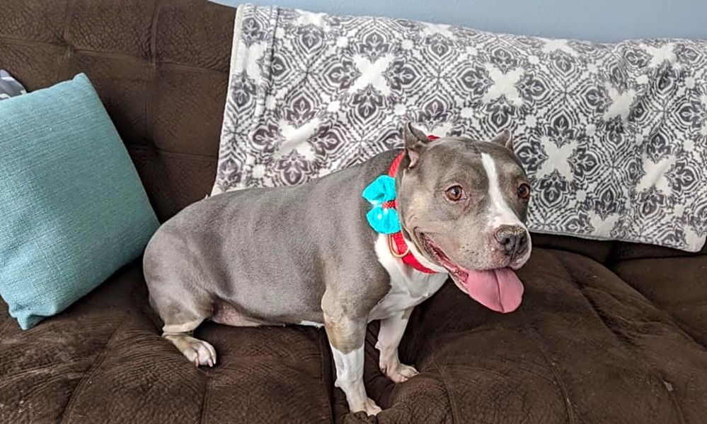 6 Lovable Pups To Adopt Now In Las Vegas Hoodline
