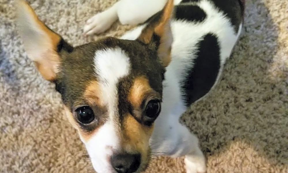 Hollow hills rat terriers new arrivals