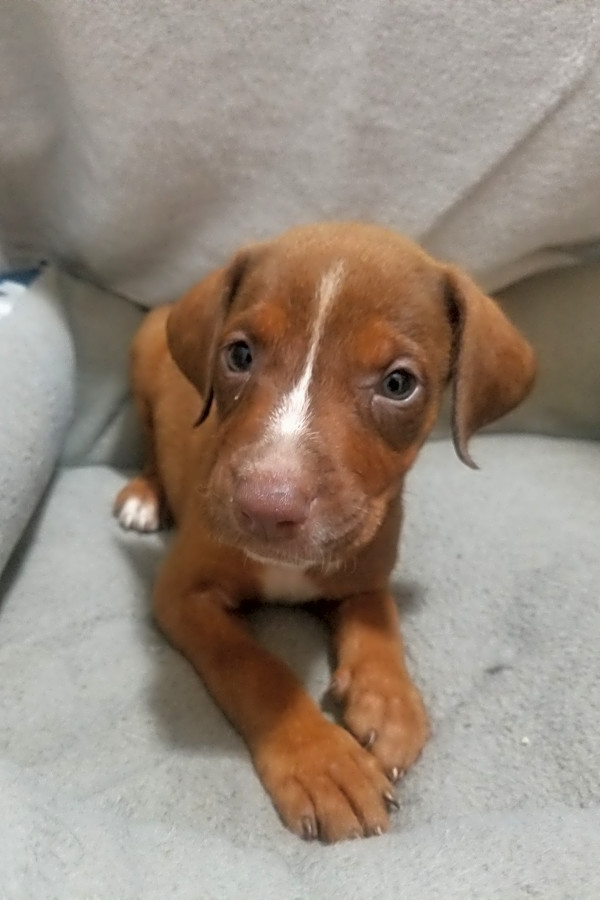 Boxer sales doberman puppies