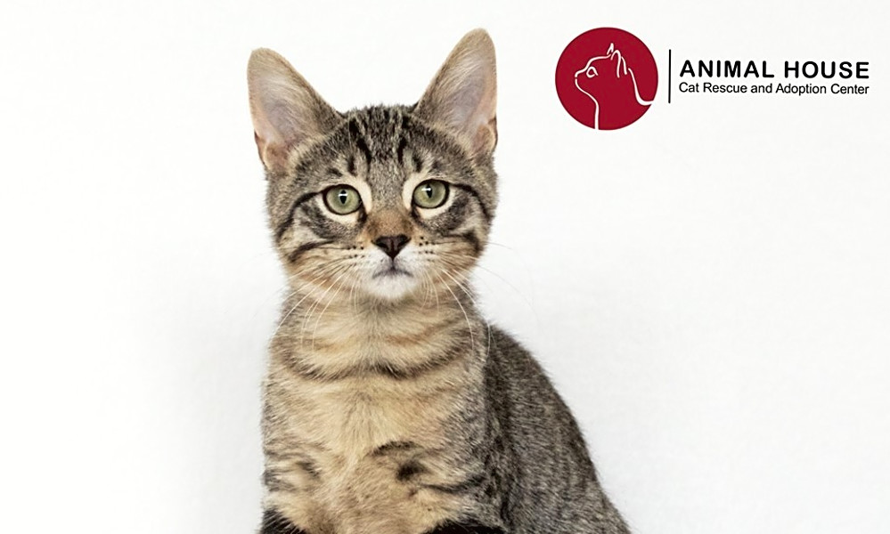 Want To Adopt A Pet Here Are 7 Cute As Can Be Kittens To Adopt