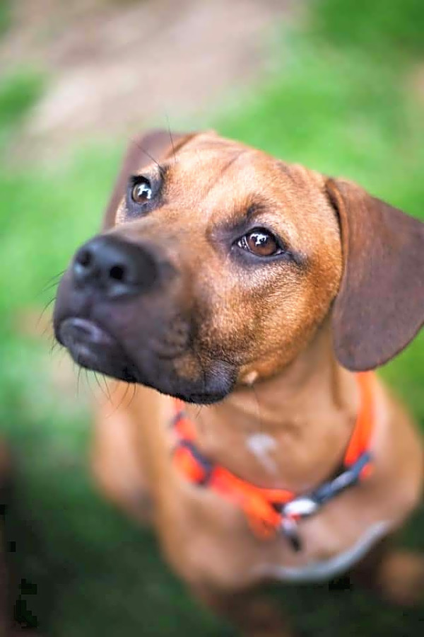 beagle rhodesian ridgeback mix