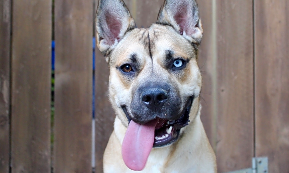 These Los Angeles Based Puppies Are Up For Adoption And In Need Of A