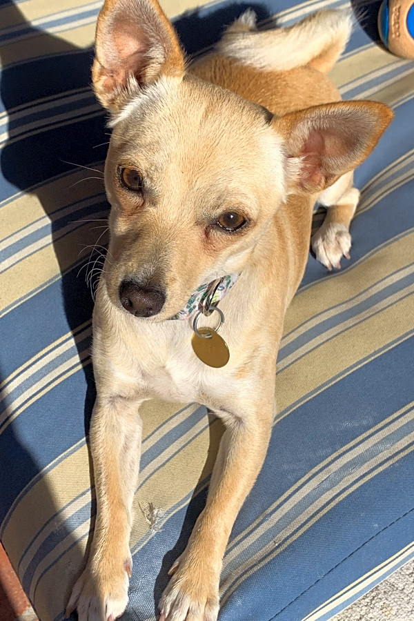 Pomeranian feist mix outlet