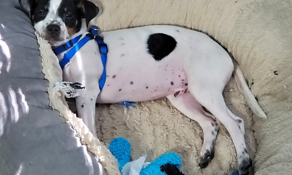 Toy fox terrier puppies near me on sale