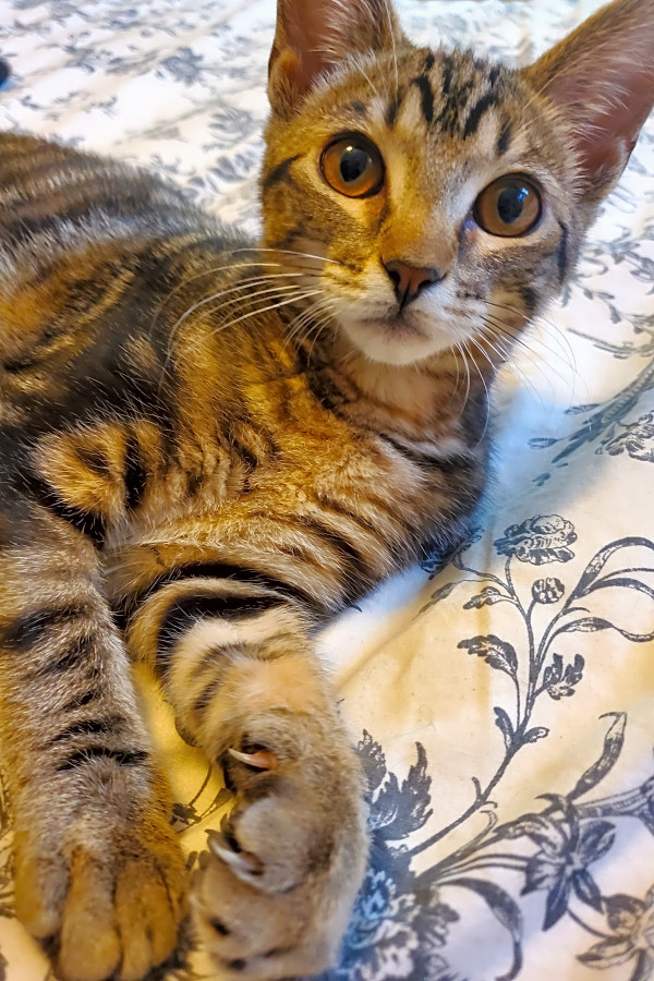 6 Furry Felines To Adopt Now In St Louis Hoodline