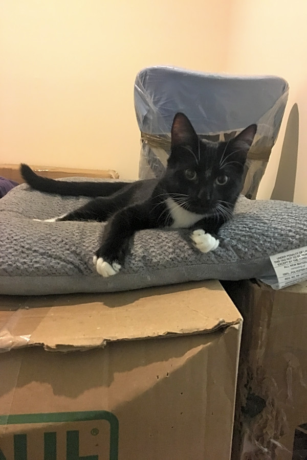 Want To Adopt A Pet Here Are 4 Fluffy Felines To Adopt Now In Philadelphia Hoodline