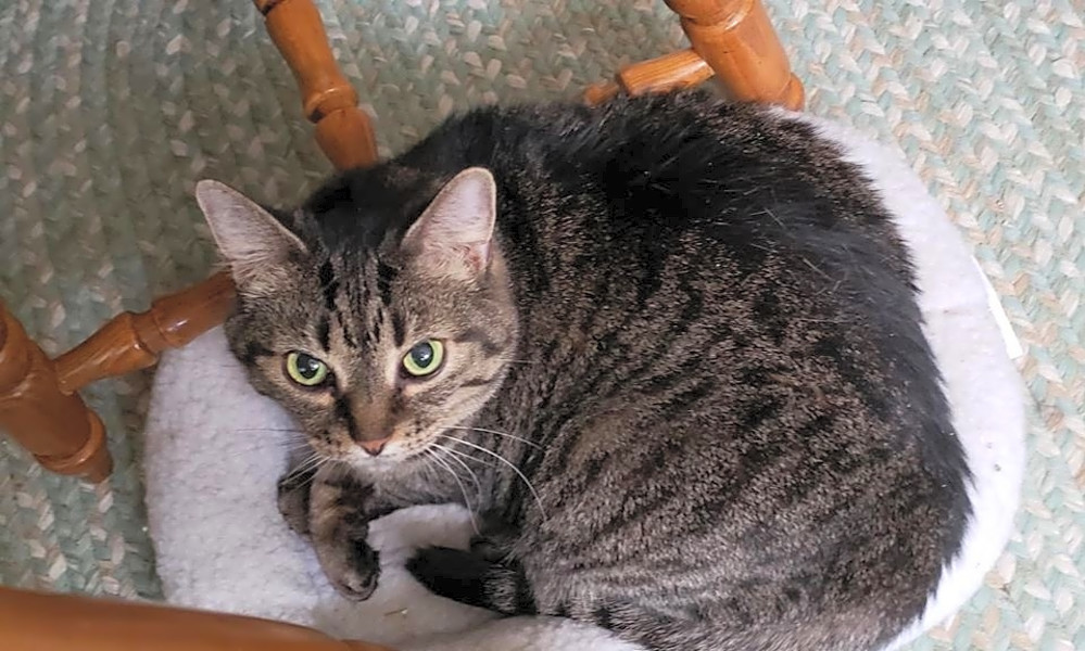 Want To Adopt A Pet Here Are 7 Charming Cats To Adopt Now In