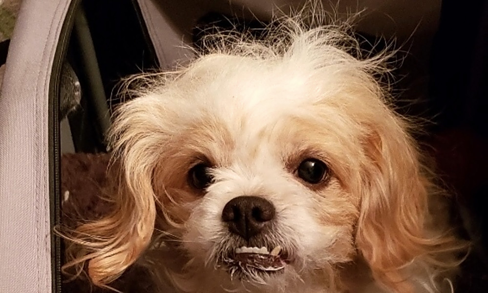 pekingese pitbull mix puppies