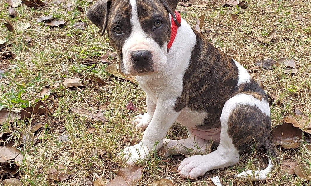 Blue heeler cheap american bulldog mix