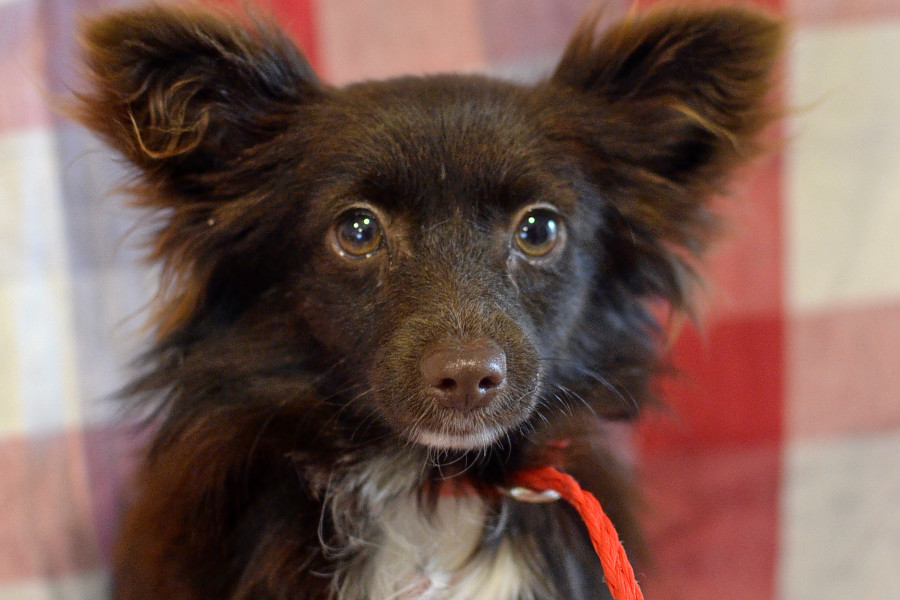 Puppies In Santa Ana Looking For Their Furr Ever Homes