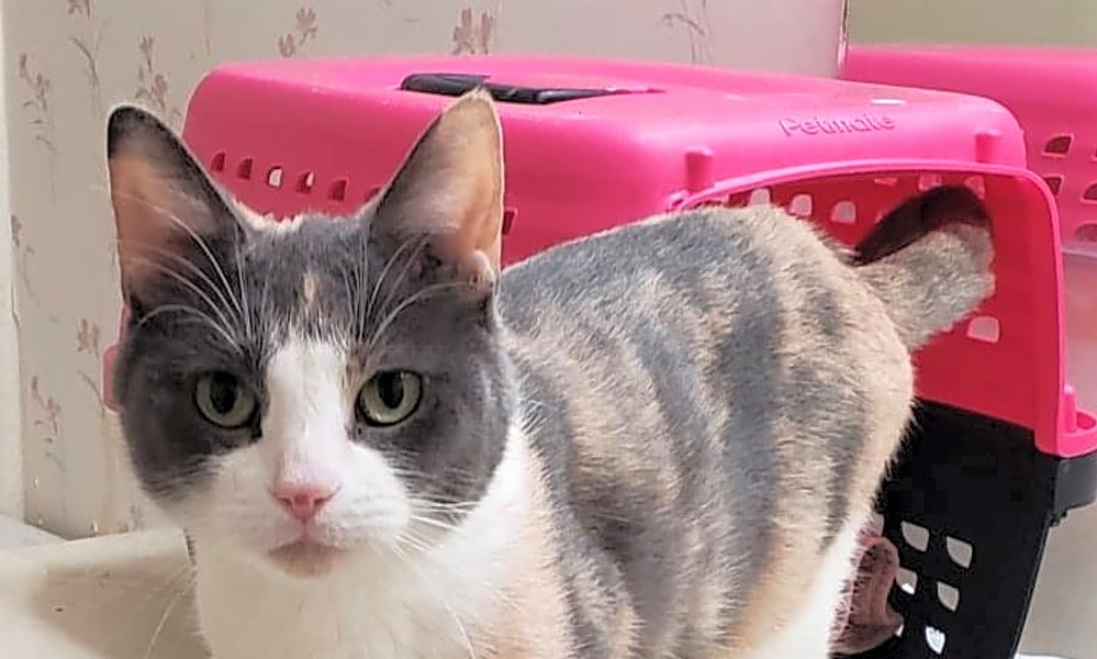 Want To Adopt A Pet Here Are 6 Cool Kitties To Adopt Now In Los