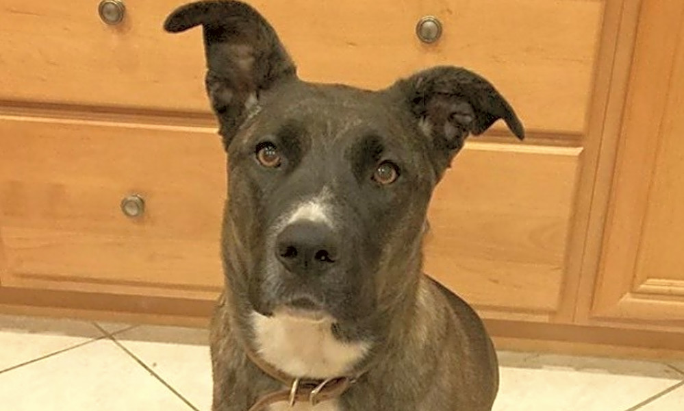 Want To Adopt A Pet Here Are 7 Delightful Doggies To Adopt Now In