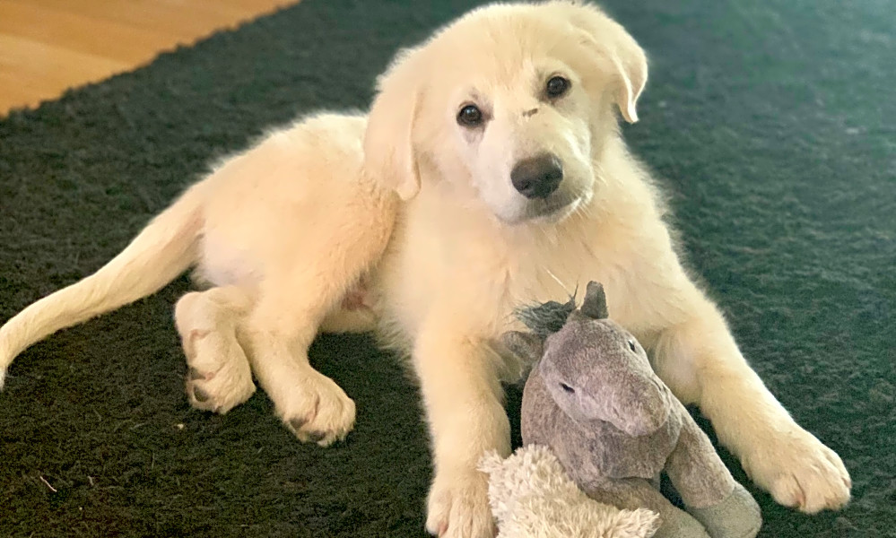 3 Adorable Pups To Adopt Now In Saint Petersburg Hoodline