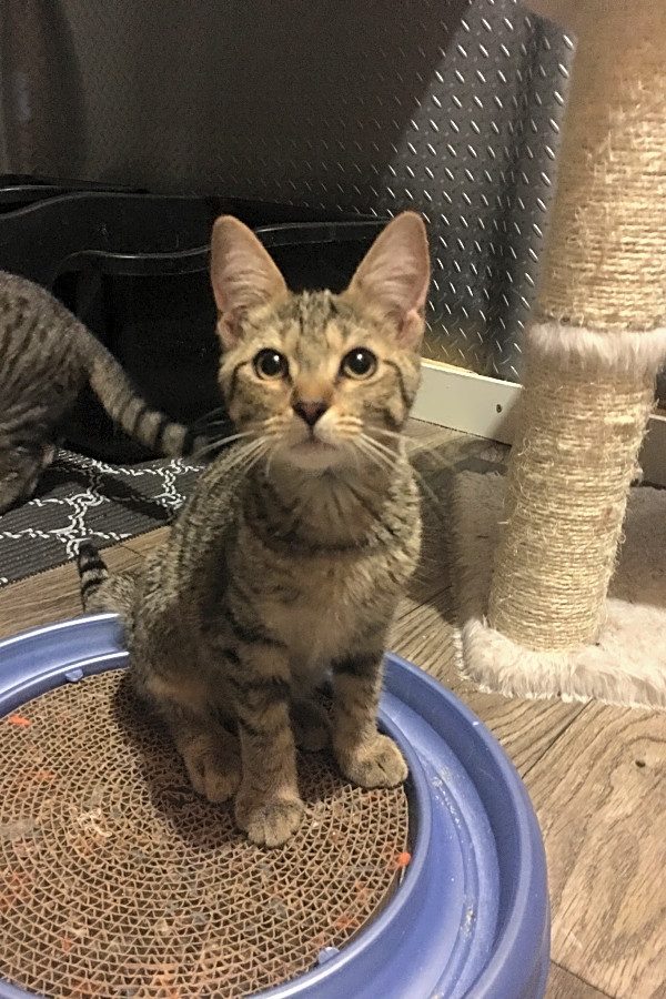 These Cincinnati Based Kittens Are Up For Adoption And In Need Of