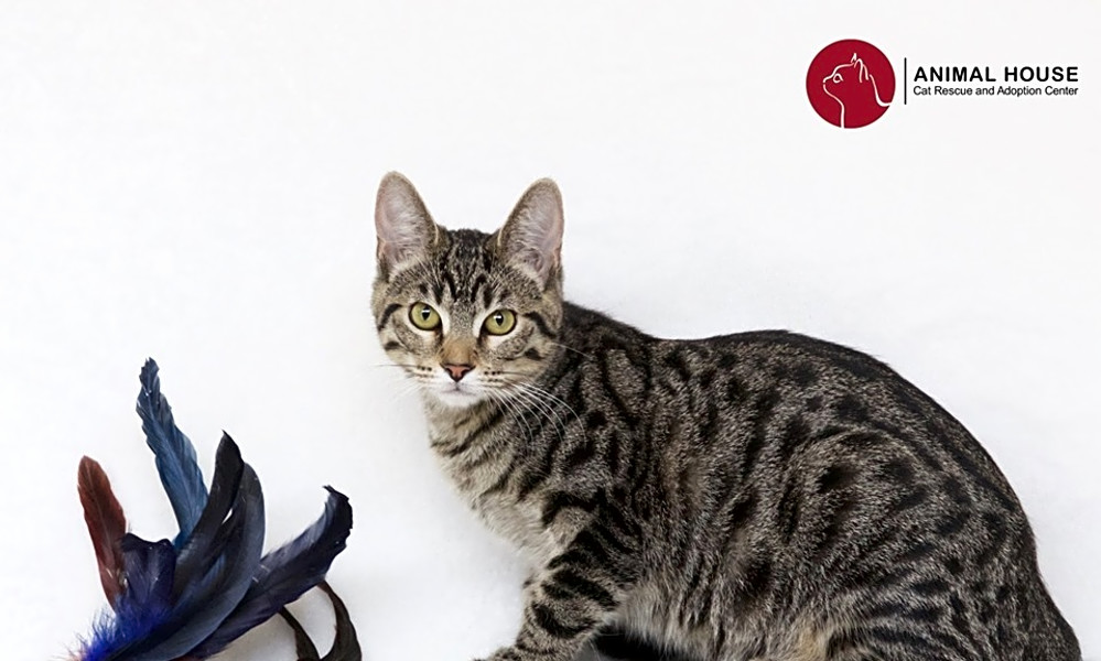 Want To Adopt A Pet Here Are 7 Cute As Can Be Kittens To Adopt