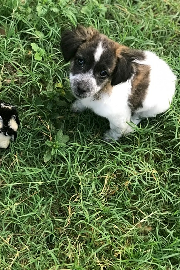 Want To Adopt A Pet Here Are 3 Cuddly Canines To Adopt Now In San