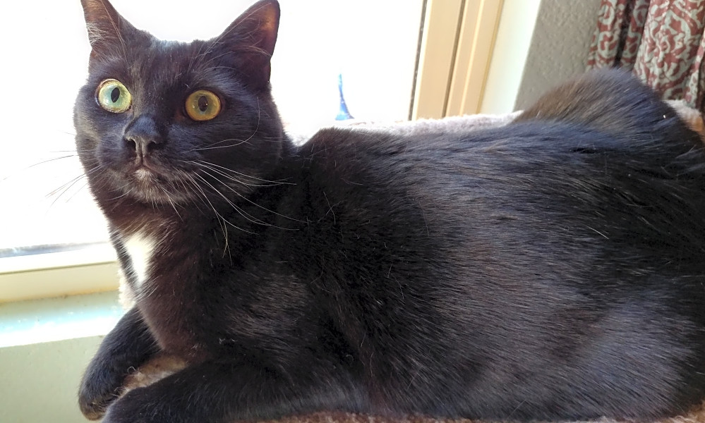 Looking To Adopt A Pet Here Are 7 Cute Kitties To Adopt Now In