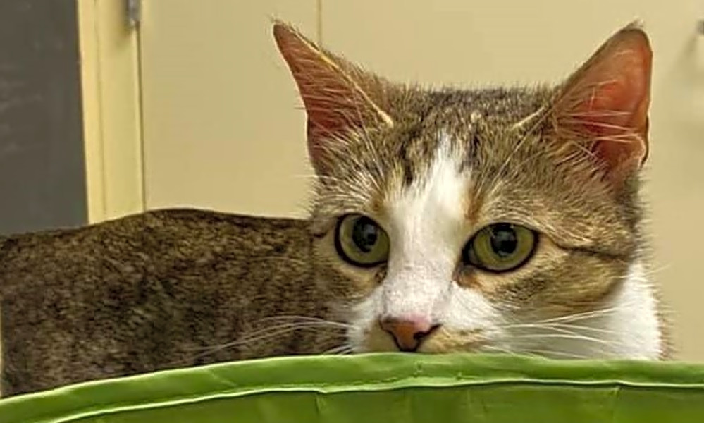 These Chicago Based Felines Are Up For Adoption And In Need Of A