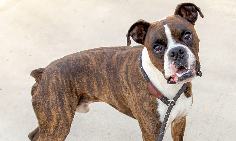 These Austinbased dogs are up for adoption and in need of a good home