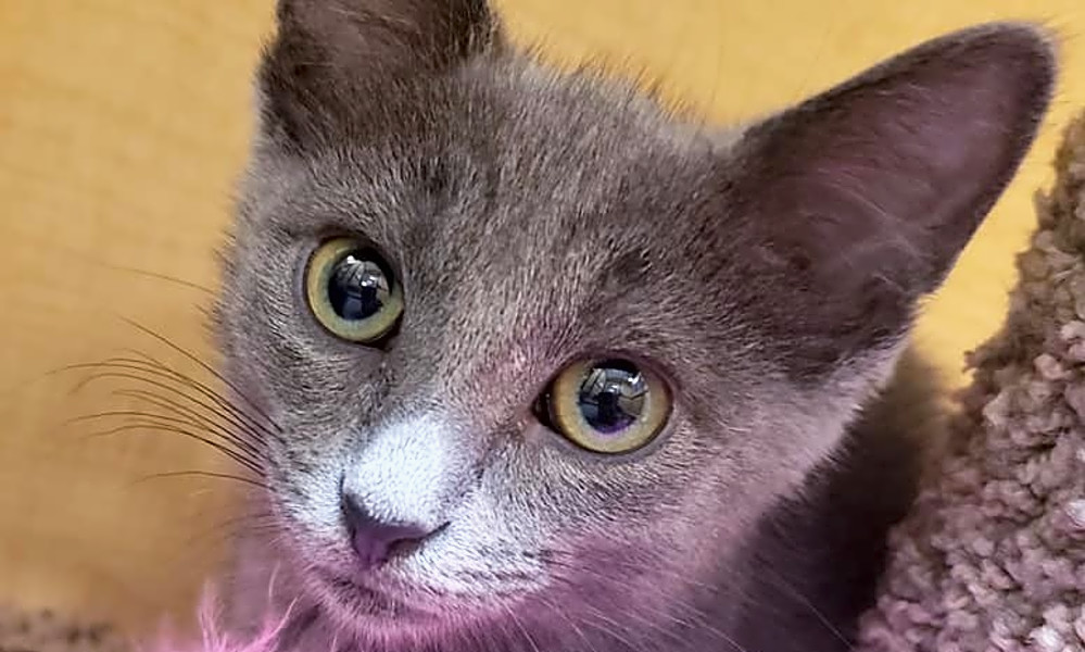 These Mesa Based Kittens Are Up For Adoption And In Need Of A Good