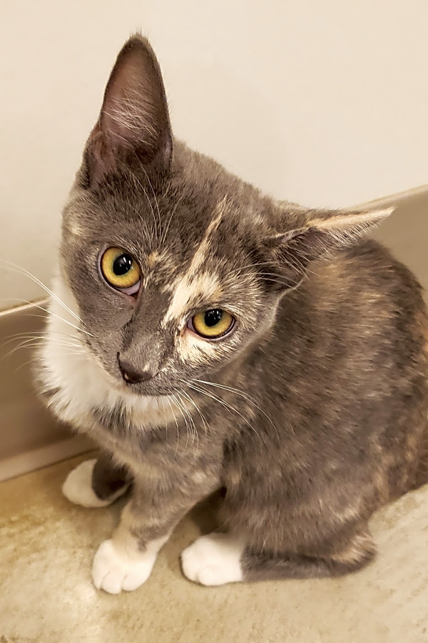 Kittens In Chicago Looking For Their Fur Ever Homes Hoodline