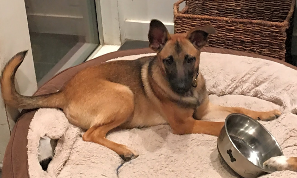 6 Adorable Pups To Adopt Now In Plano Hoodline