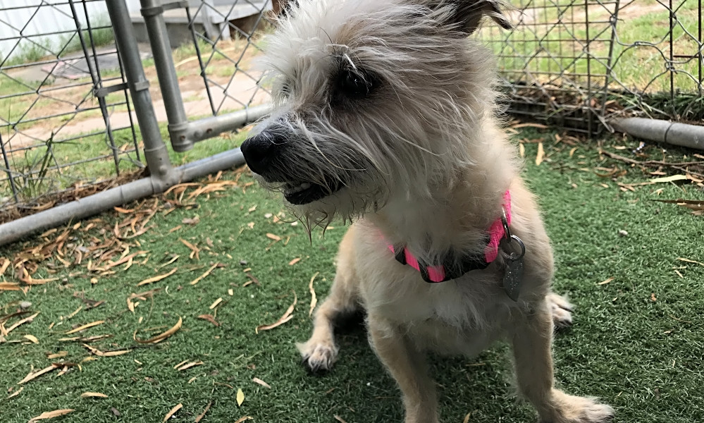 7 Delightful Doggies To Adopt Now In El Paso Hoodline