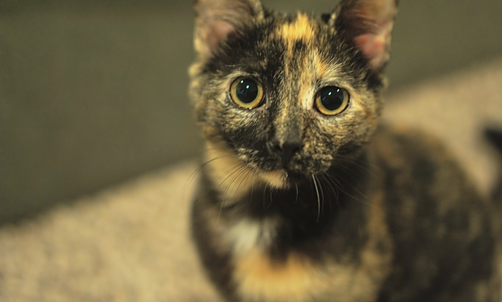 5 Cute As Can Be Kittens To Adopt Now In Charlotte Hoodline