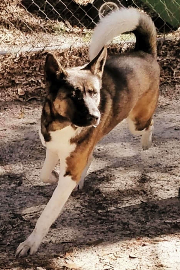 Want To Adopt A Pet Here Are 3 Delightful Doggies To Adopt Now In