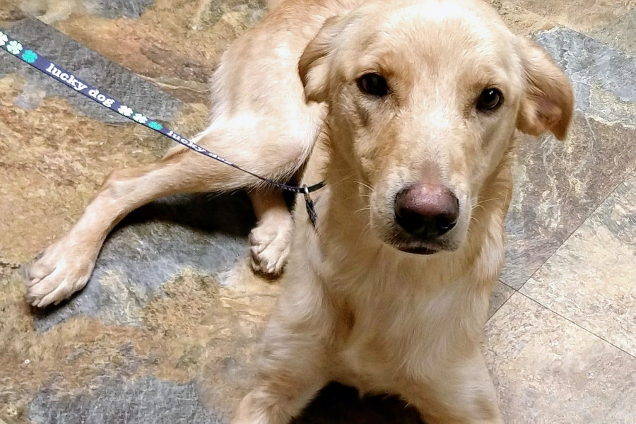 Seeking A Forever Home 5 Deserving Dogs To Adopt Now In And Around