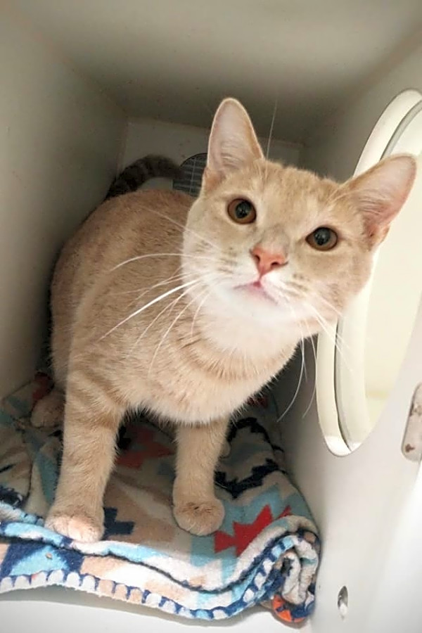 These Indianapolis Based Cats Are Up For Adoption And In Need Of A
