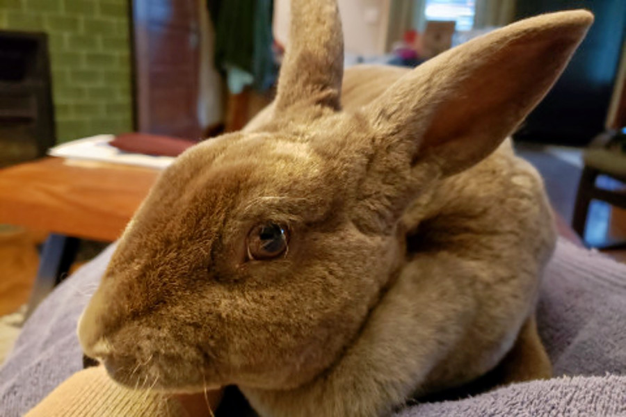 Rabbits in Indianapolis looking for their furever homes