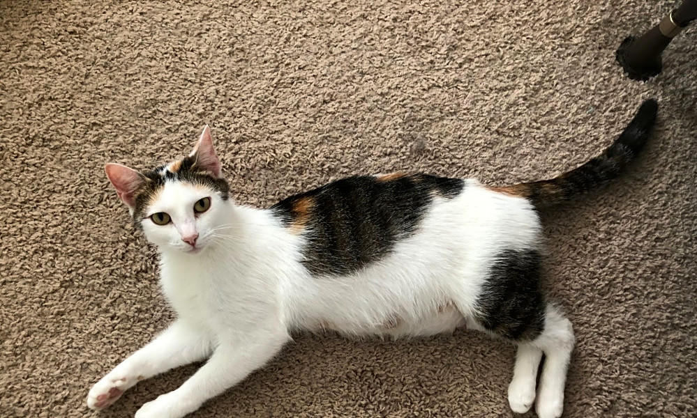 Cats In Lexington Looking For Their Fur Ever Homes Hoodline