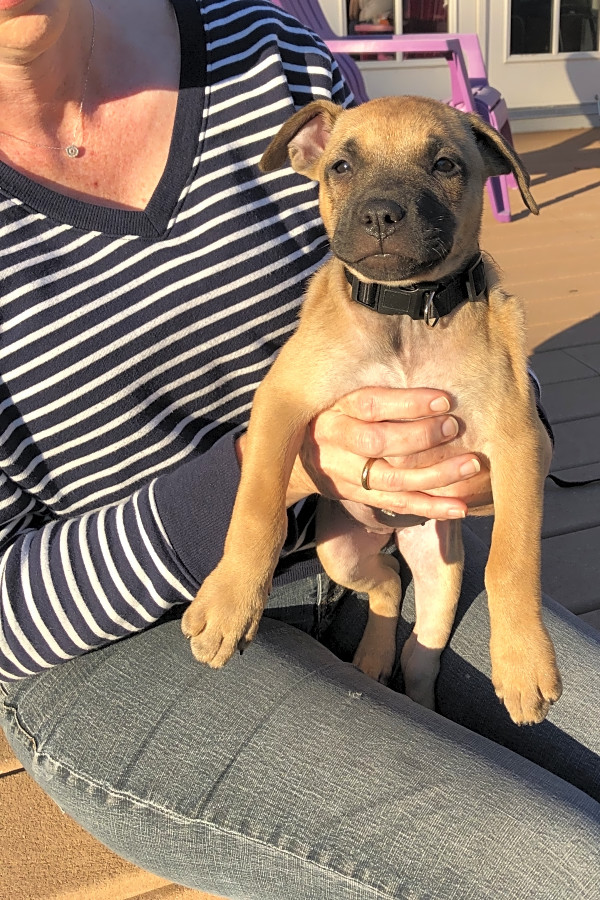 Boxer mix puppies sales