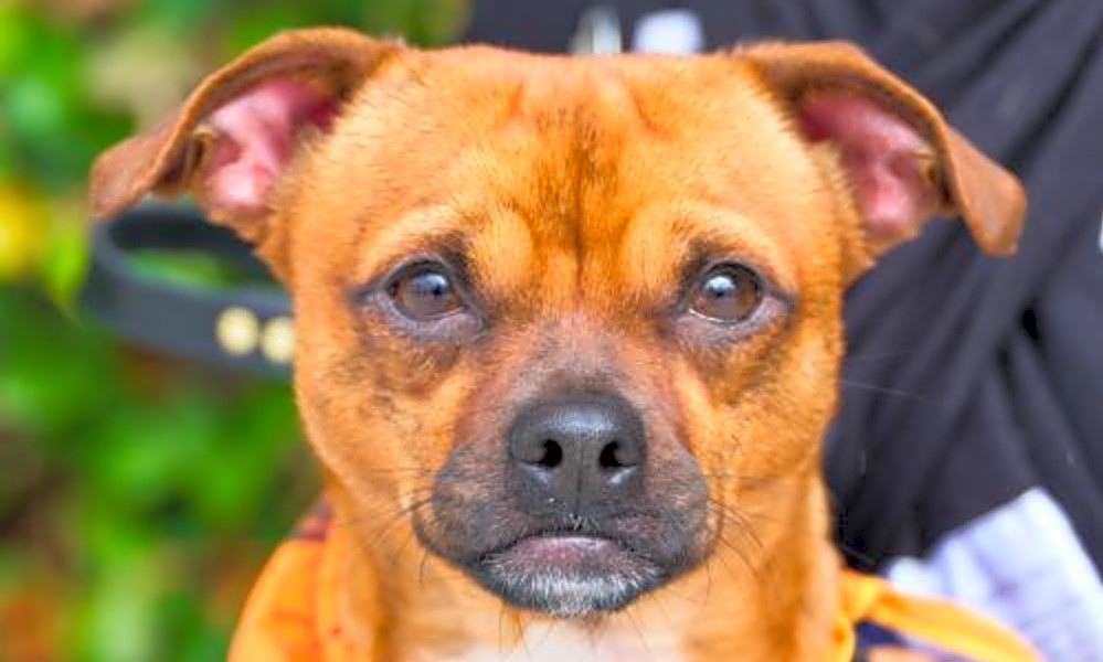 3 Lovable Pups To Adopt Now In Sunnyvale Hoodline