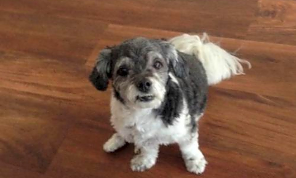 These Cincinnati Based Pups Are Up For Adoption And In Need Of A