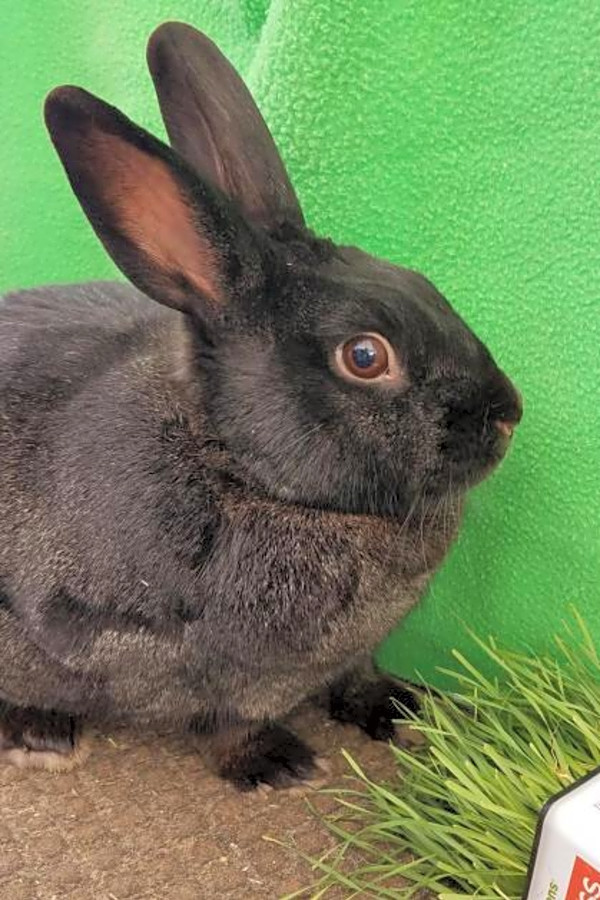 7 lovable rabbits to adopt in San Diego