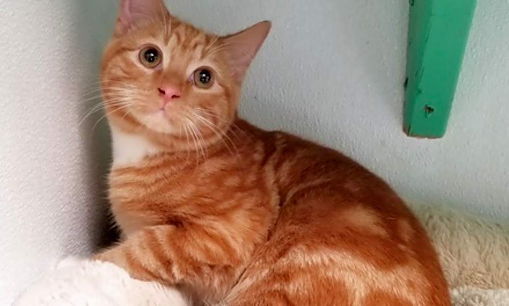 Cats In Dallas Looking For Their Fur Ever Homes Hoodline