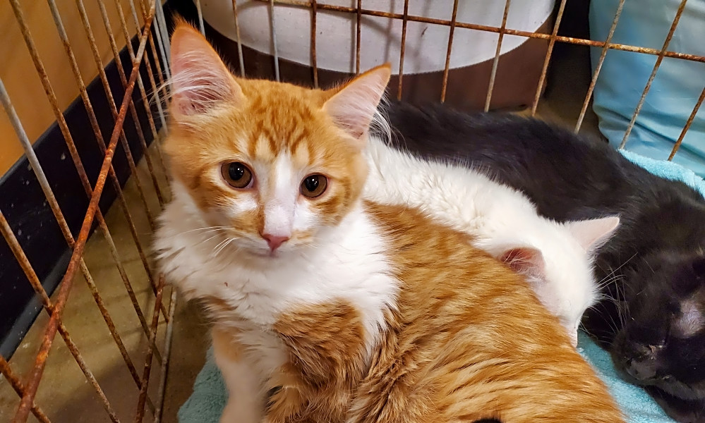 Looking To Adopt A Pet Here Are 6 Furry Felines To Adopt Now In