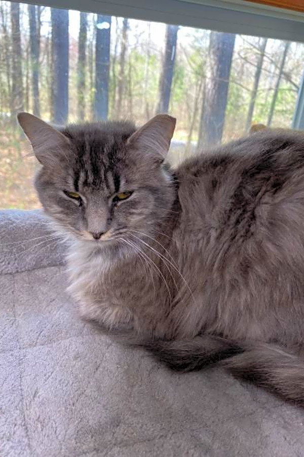 Maine Coon Cats For Sale In Upstate Ny لم يسبق له مثيل الصور