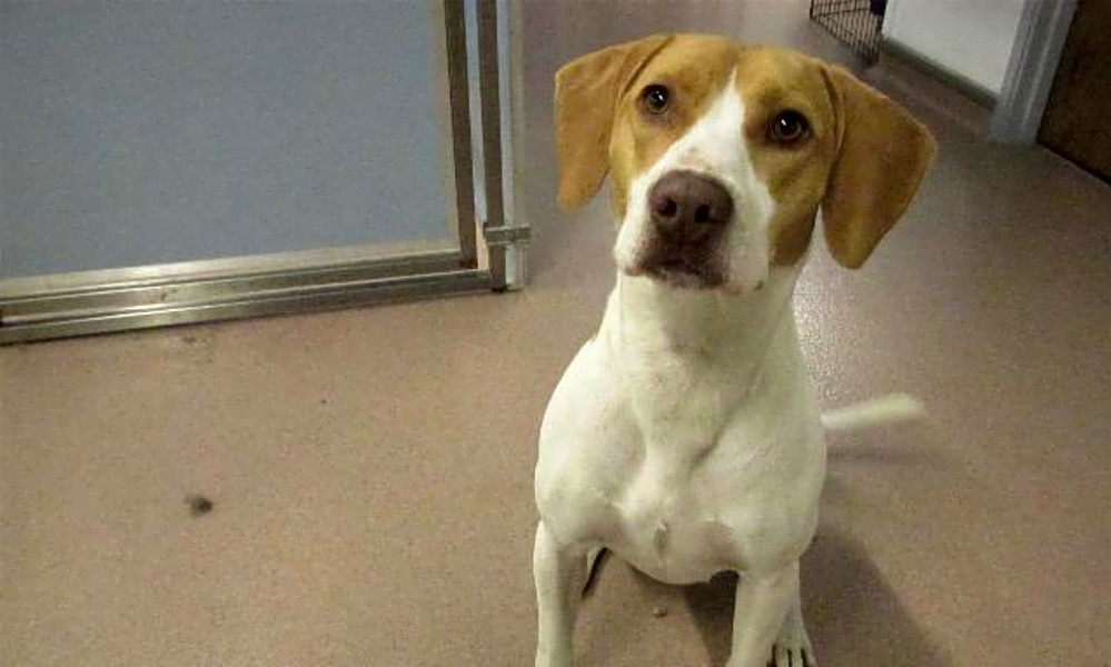 spaniel hound mix