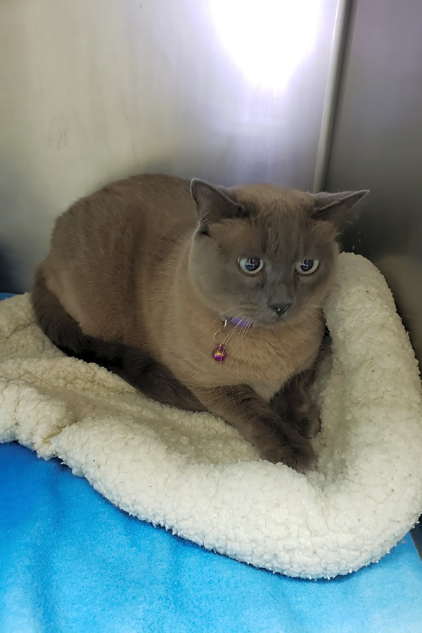 These Stockton Based Felines Are Up For Adoption And In Need Of A