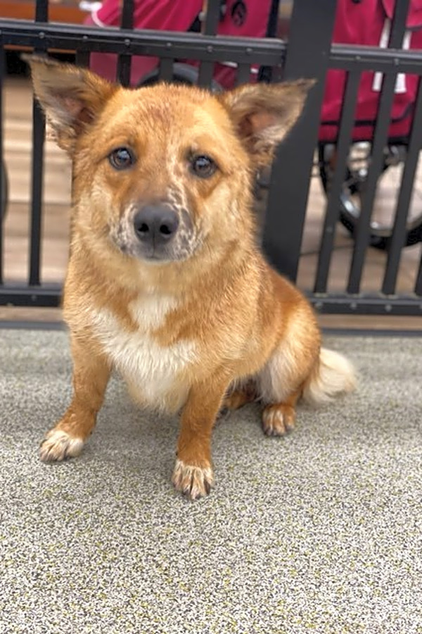 Want To Adopt A Pet Here Are 3 Lovable Pups To Adopt Now In Oakland Hoodline