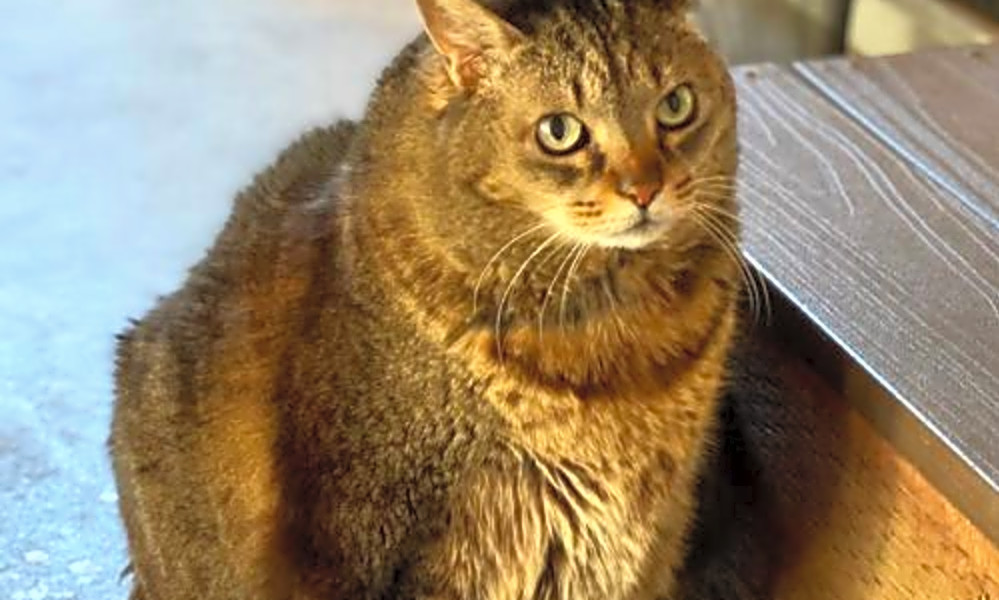 Want To Adopt A Pet Here Are 4 Charming Cats To Adopt Now In San