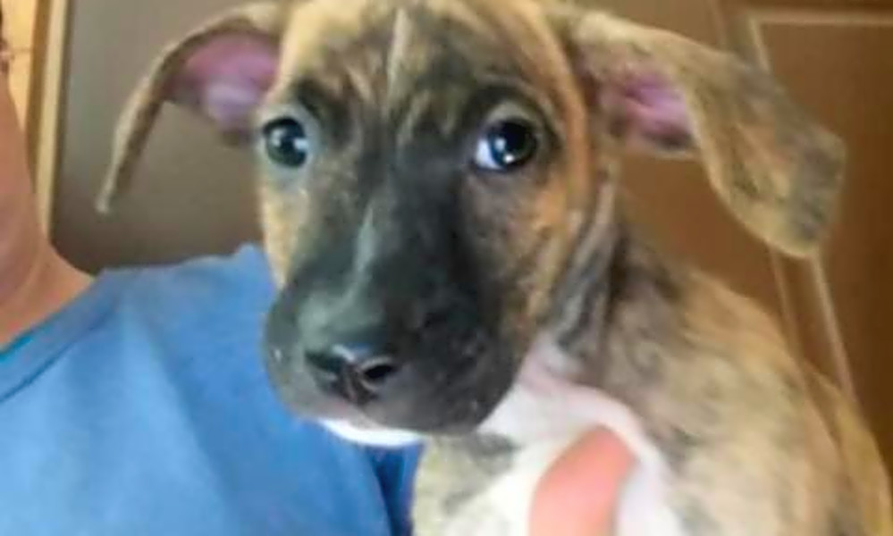 4 perfect puppies to adopt now in Colorado Springs