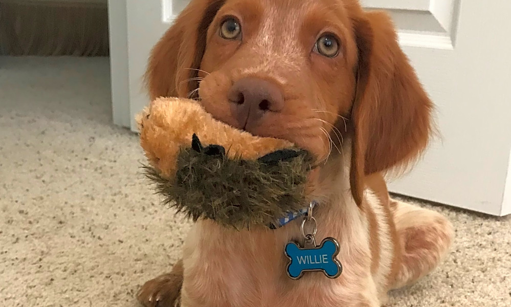 brittany spaniel stuffed animal