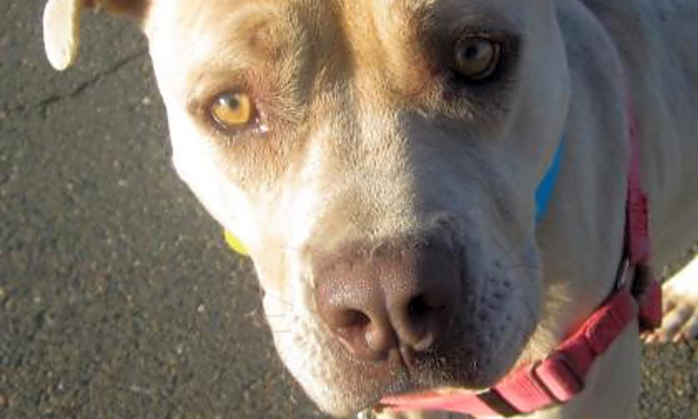 7 Lovable Pups To Adopt Now In Sacramento