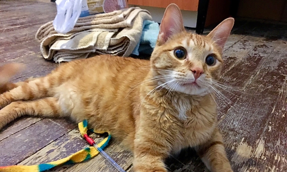Looking To Adopt A Pet Here Are 7 Lovable Kitties To Adopt Now In