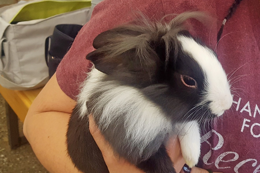 lionhead dutch rabbit