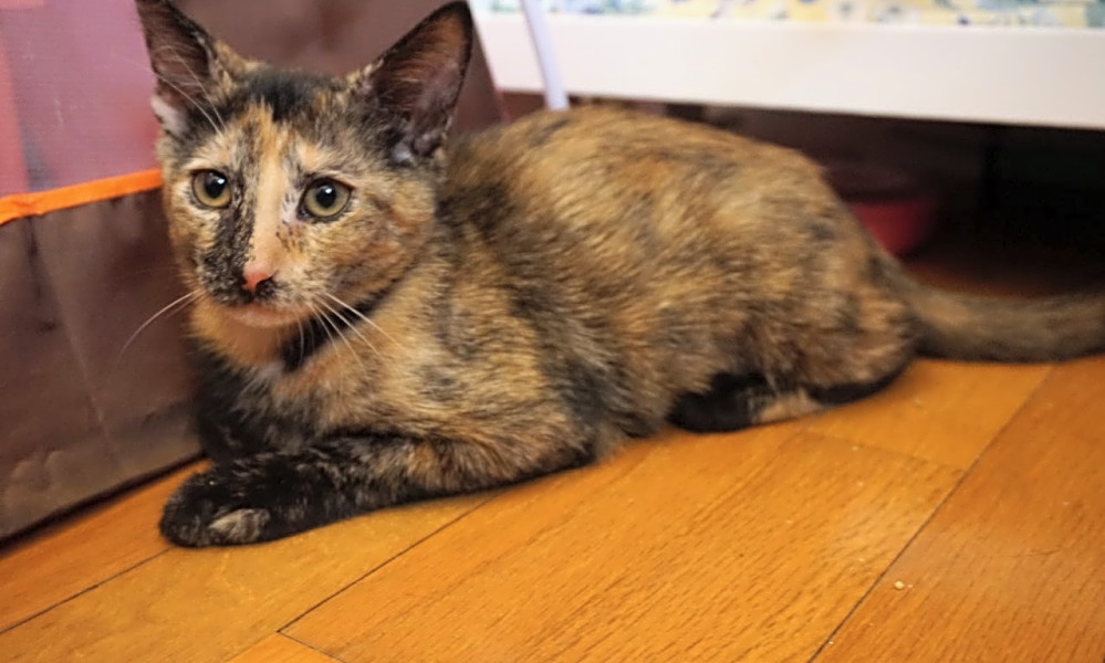 Kittens In Miami Looking For Their Fur Ever Homes